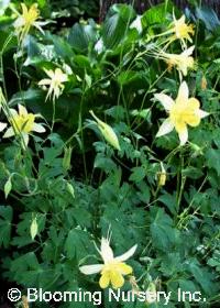 Aquilegia fragrans